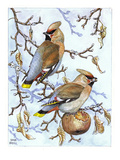 Waxwing