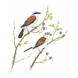 Red Backed Shrike
