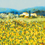 Lemon Grove  Tuscany