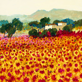 Sunflower Sunset  Tuscany