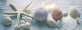 Driftwood Shells II