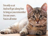 I'm Only a Cat