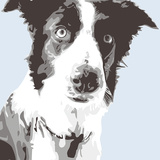Collie