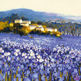 Champs d'Iris  Provence