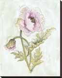 Lavender Poppy ll