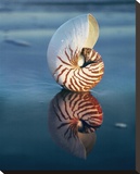 Tiger Nautilus