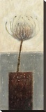 Agapanthus I