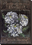 Exotic Mums From The French Garden