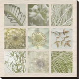 Fleur Carre