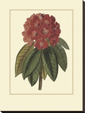 Rhododendron Rojo