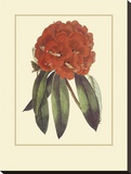 Refreshing Rhododendron