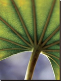 Ricepaper Plant-7