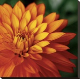 Orange Dahlia