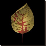 Smokebush