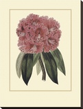 Regal Rhododendron