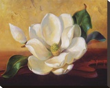 Magnolia Glow II
