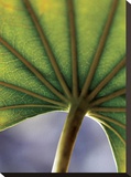 Ricepaper Plant-7
