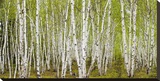 White Birch Grove with Spring Foliage  Canada (detail)
