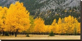 Autumn aspens in meadow (detail)
