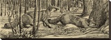 Grey Fox (sepia)