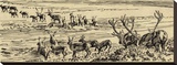 Barren Ground - Caribou Scouting Ahead (sepia)