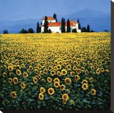 Sunflowers Field