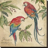 Macaw