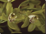 Cymbidium III