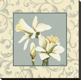 Daffodils With Scroll
