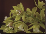 Cymbidium I