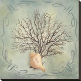 Seashells IV