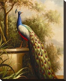 Regal Peacock