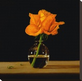 Orange Rose