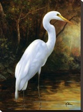 Evening Egret
