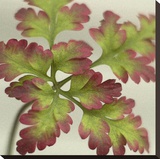 Robert Herb II