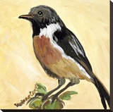 Bird VII