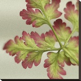Robert Herb I