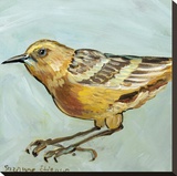 Bird XI