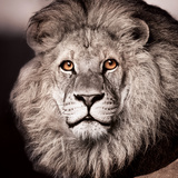 Kings Glare
