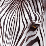 Bundu