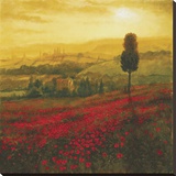 Shades of Poppies