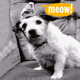 Meow!