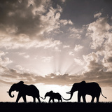 Family Walk