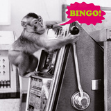 Bingo
