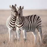 Cheek to Cheek