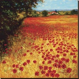 Field of Red and Gold