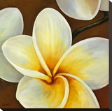 Frangipani II
