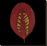 Smokebush Leaf on Black