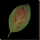 Hydrangea Leaf on Black