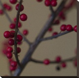 Red Berries II